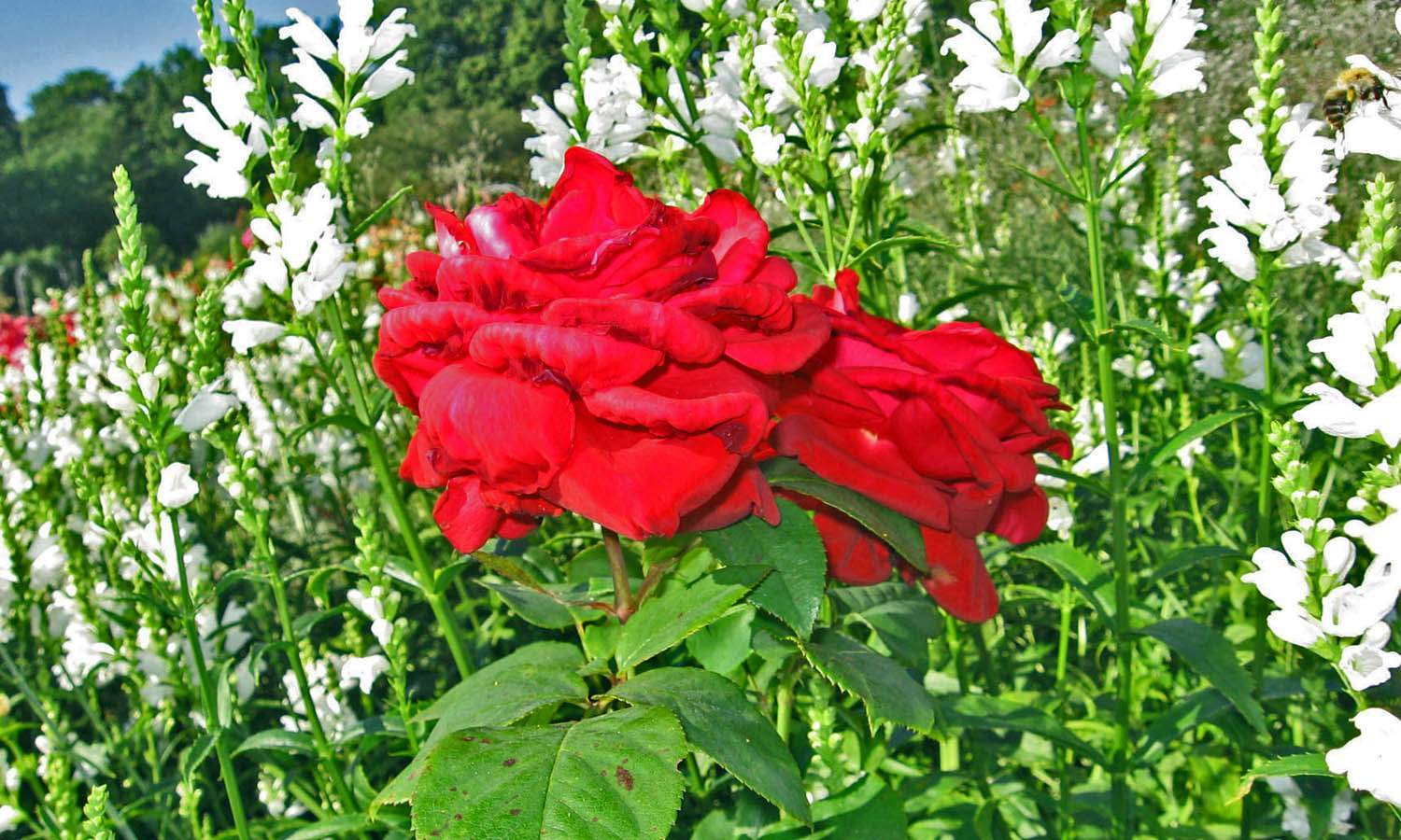Роза Duftrausch