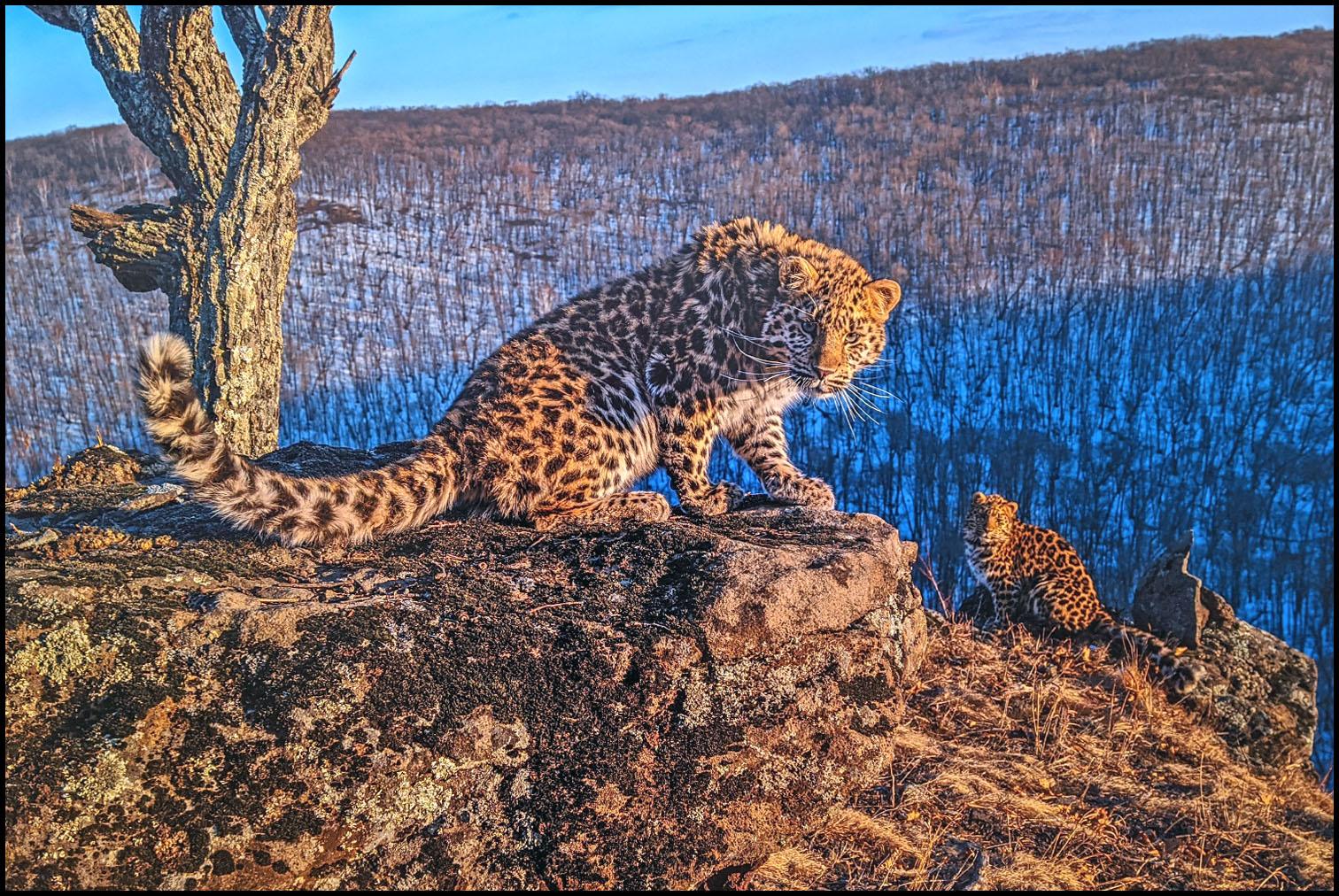Сергей Горшков. Котята леопарда