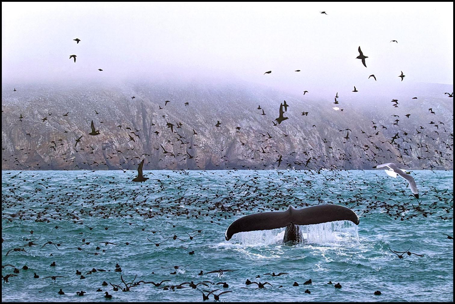 Петр Ушанов. Горбатый кит в окружении птиц