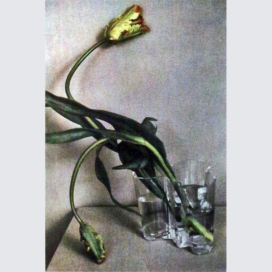 Шейла Мецнер. Тюльпаны. Man Ray. 1988