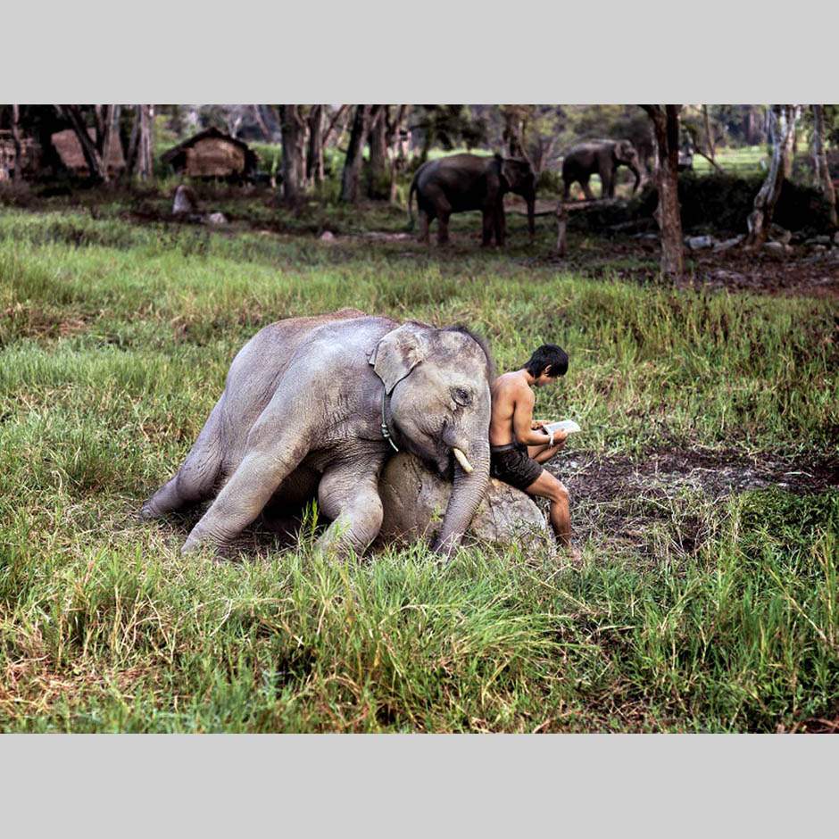 Стив МакКарри. Слон и читающий мужчина. Тайланд. 2010